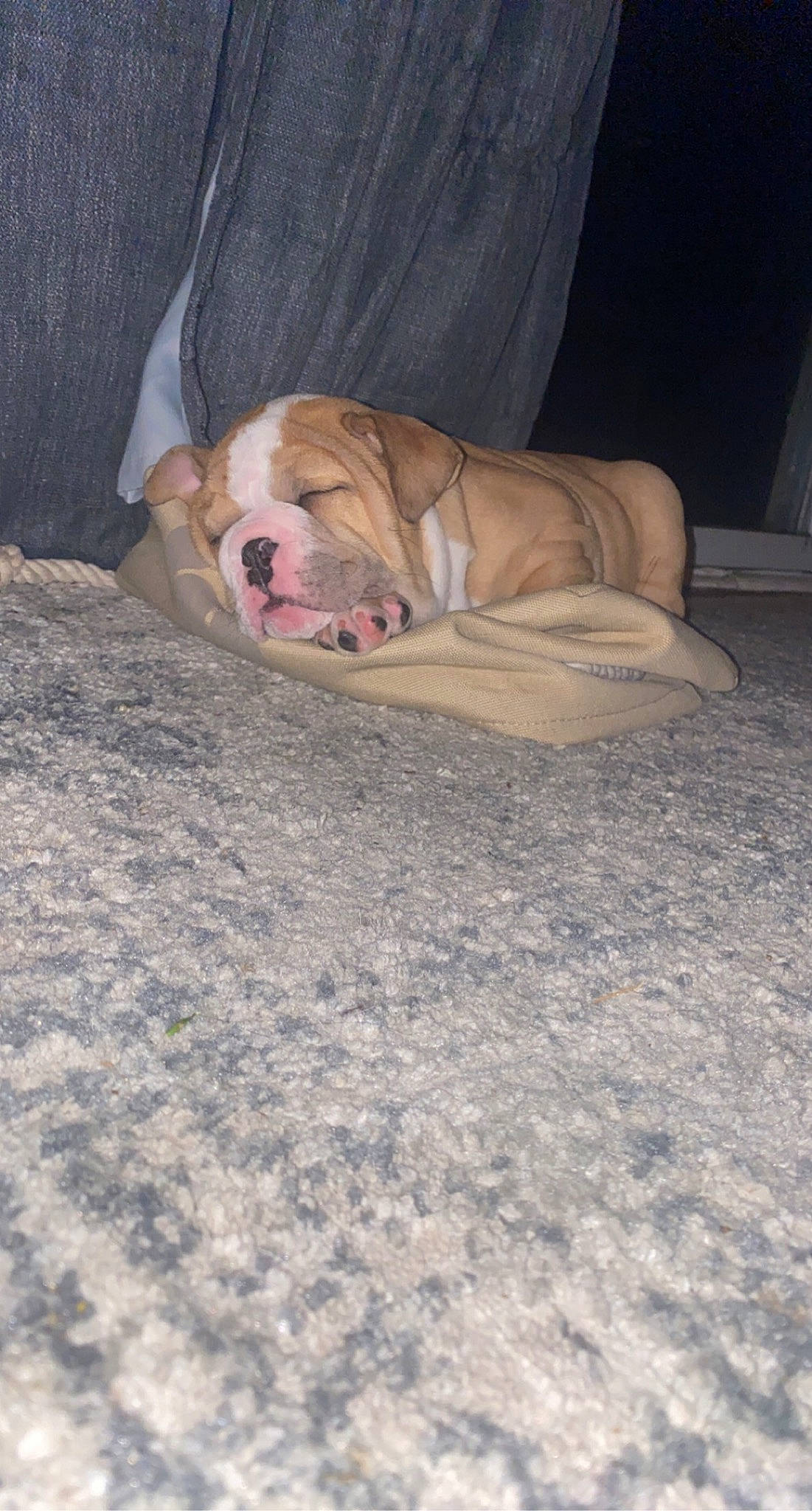 Trotter Winston is registered to the contest to win money with this photo: bulldog, canidae, carnivore, collar, companion_dog, dog, dog_breed, dog_collar, fawn, liver, mammal, old_english_bulldog, ori_pei, pet_supply, snout, sporting_group, whiskers, white_english_bulldog, working_dog, wrinkle