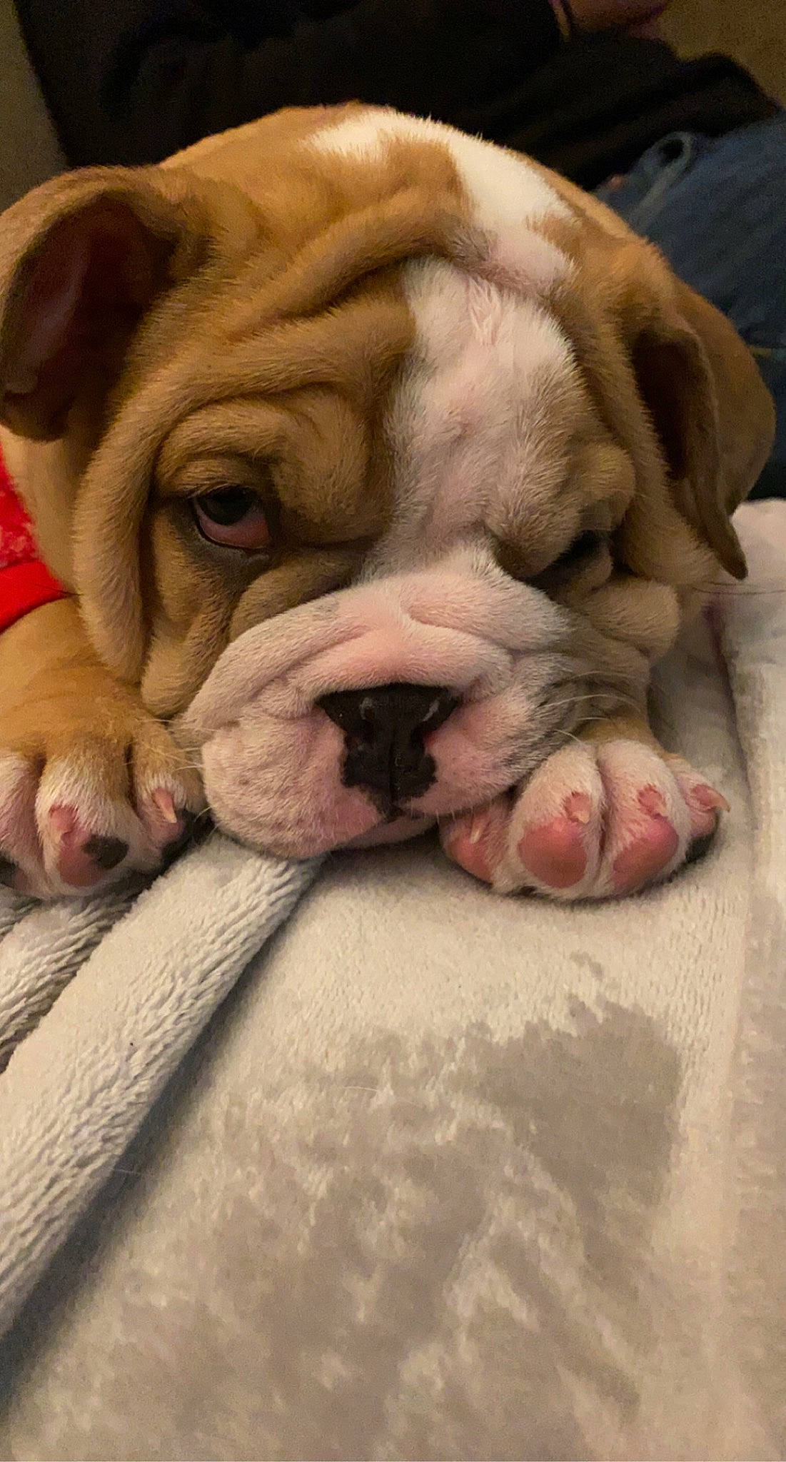 Trotter Winston is registered to the contest to win money with this photo: beige, bulldog, canidae, carnivore, close_up, dog, dog_breed, fawn, mammal, non_sporting_group, old_english_bulldog, olde_english_bulldogge, ori_pei, skin, snout, tongue, toy_dog, whiskers, white_english_bulldog, wrinkle