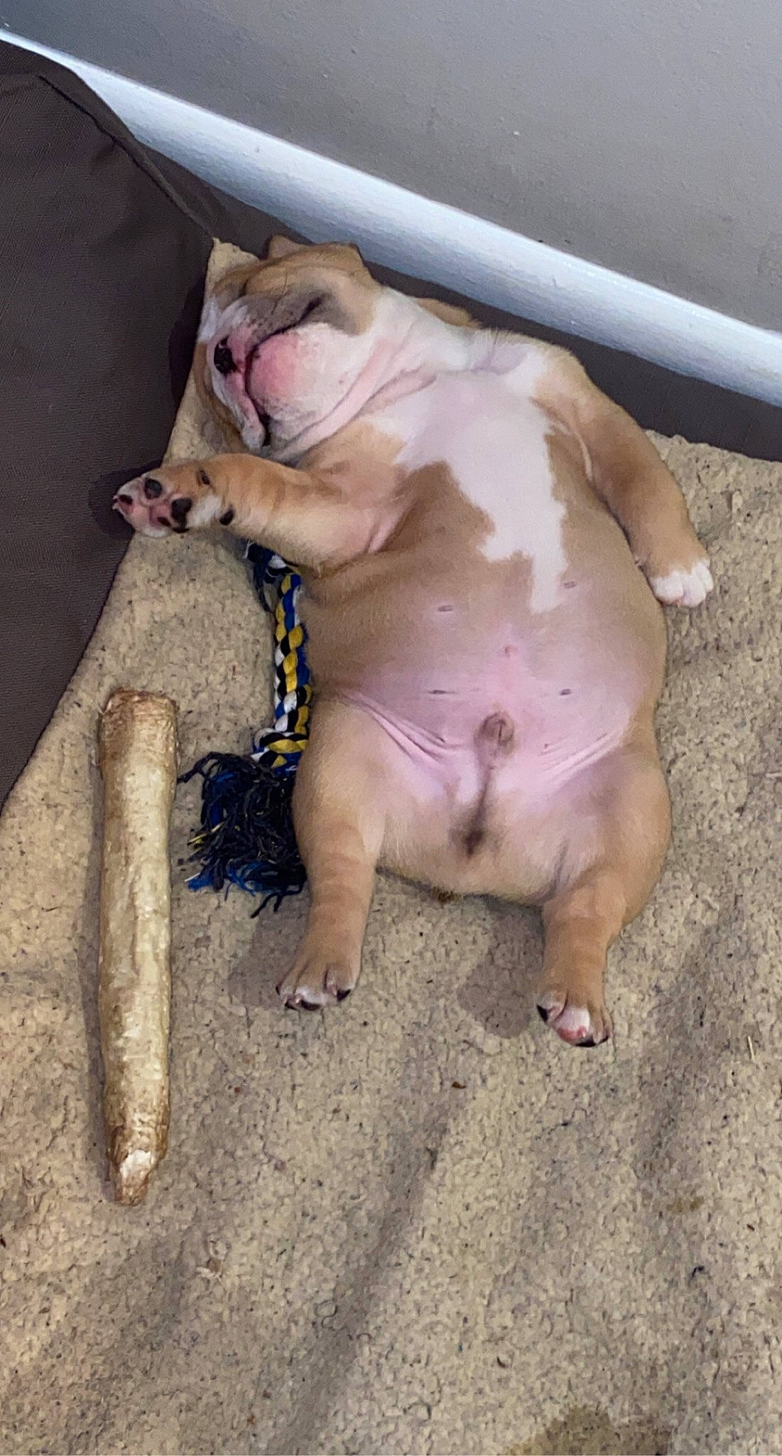 Trotter Winston is registered to the contest to win money with this photo: carnivore, claw, dog_breed, domestic_pig, fawn, livestock, paw, skin, snout, suidae, terrestrial_animal