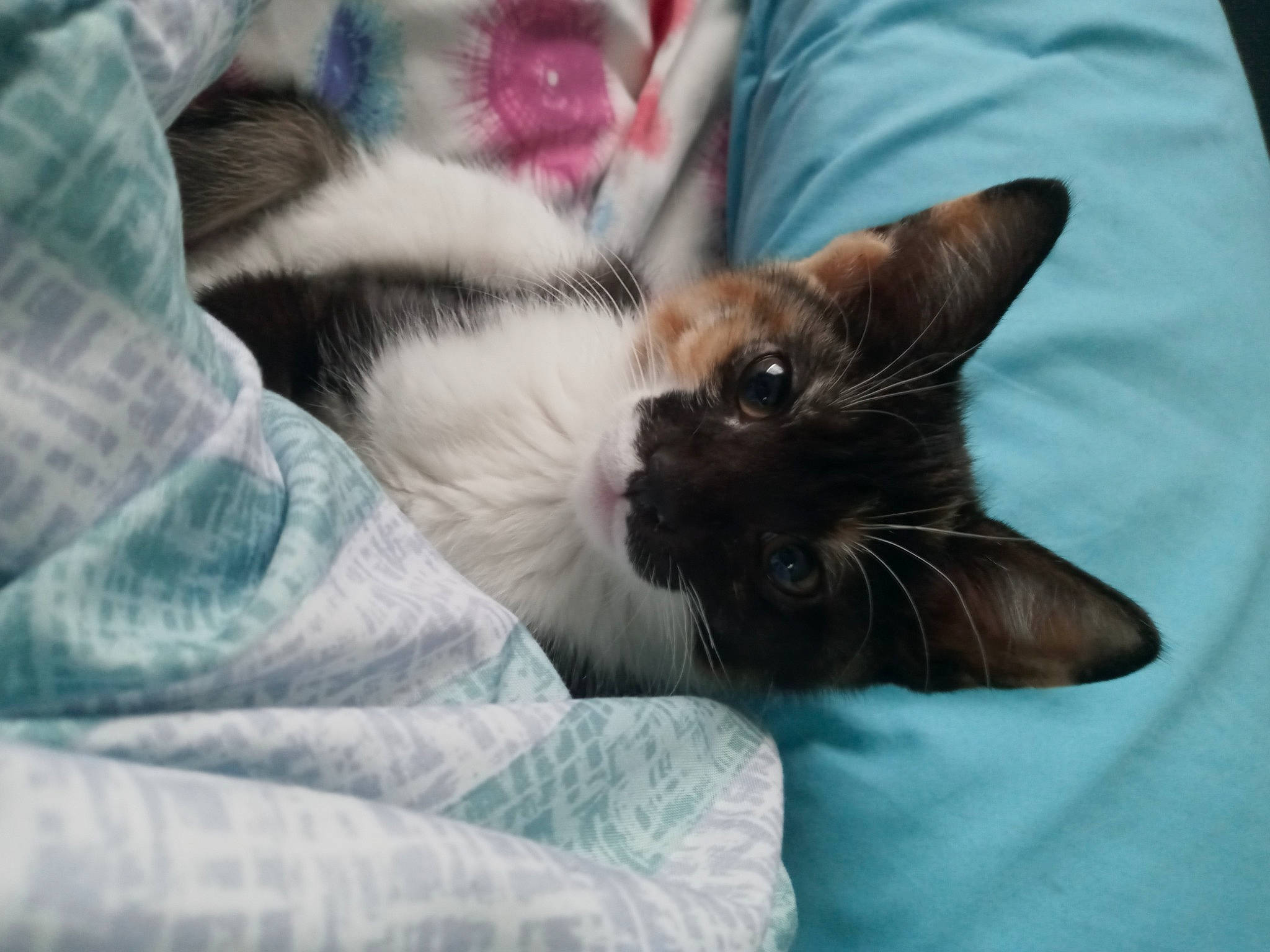 Piper is registered to the contest to win money with this photo: balinese, black_cat, carnivore, cat, claw, comfort, domestic_short_haired_cat, fawn, felidae, fur, grey, linens, mammal, pattern, siamese, small_to_medium_sized_cats, tail, textile, thai, whiskers