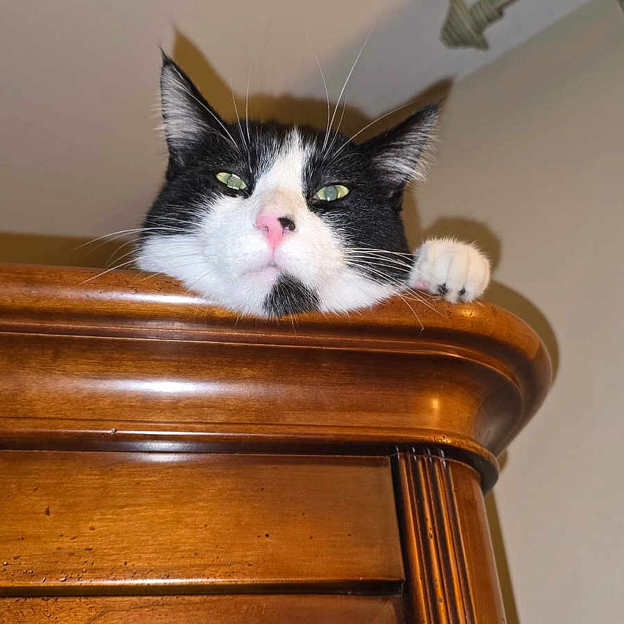 Boli participe au concours pour gagner de l'argent avec cette photo : animal, black_and_white, cat, closeup, curious, cute, domestic, ears, feline, green_eyes, household, indoor, looking, nose, paw, pet, portrait, resting, whiskers, wooden_furniture