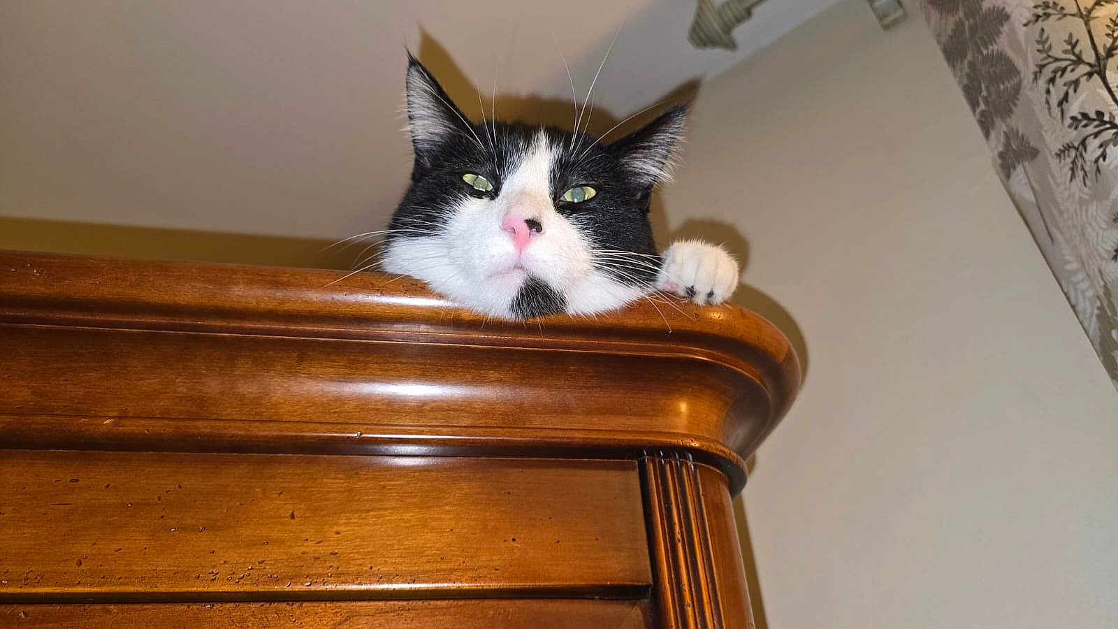 Boli participe au concours pour gagner de l'argent avec cette photo : cat, black_and_white, pet, feline, wooden_furniture, indoor, animal, whiskers, ears, paw, nose, green_eyes, closeup, looking, curious, resting, household, domestic, cute, portrait