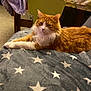 animal, blanket, cat, chair, cozy, cute, domestic_cat, fluffy_cat, fur, furniture, indoor, laying_down, orange_cat, pet, relaxed, resting, star_pattern, table, tablecloth, white_cat