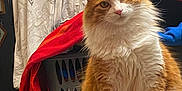 Koby participe au concours pour gagner de l'argent avec cette photo : animal, blanket, cat, curious, cute, domestic, eyes, fluffy, fur, furniture, household, indoor, laundry_basket, looking, orange_cat, pet, portrait, sitting, table, white_cat