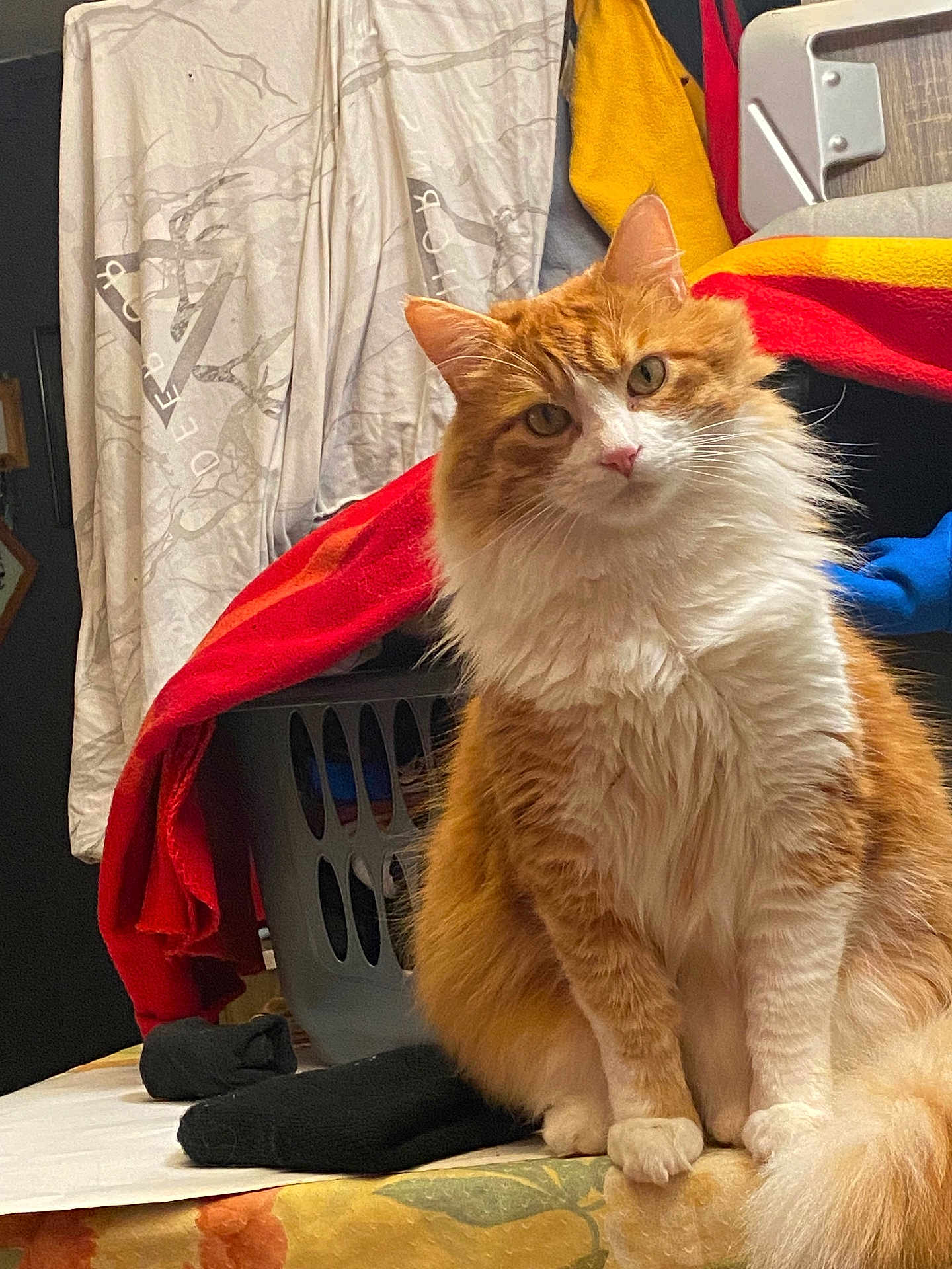 Koby participe au concours pour gagner de l'argent avec cette photo : animal, blanket, cat, curious, cute, domestic, eyes, fluffy, fur, furniture, household, indoor, laundry_basket, looking, orange_cat, pet, portrait, sitting, table, white_cat