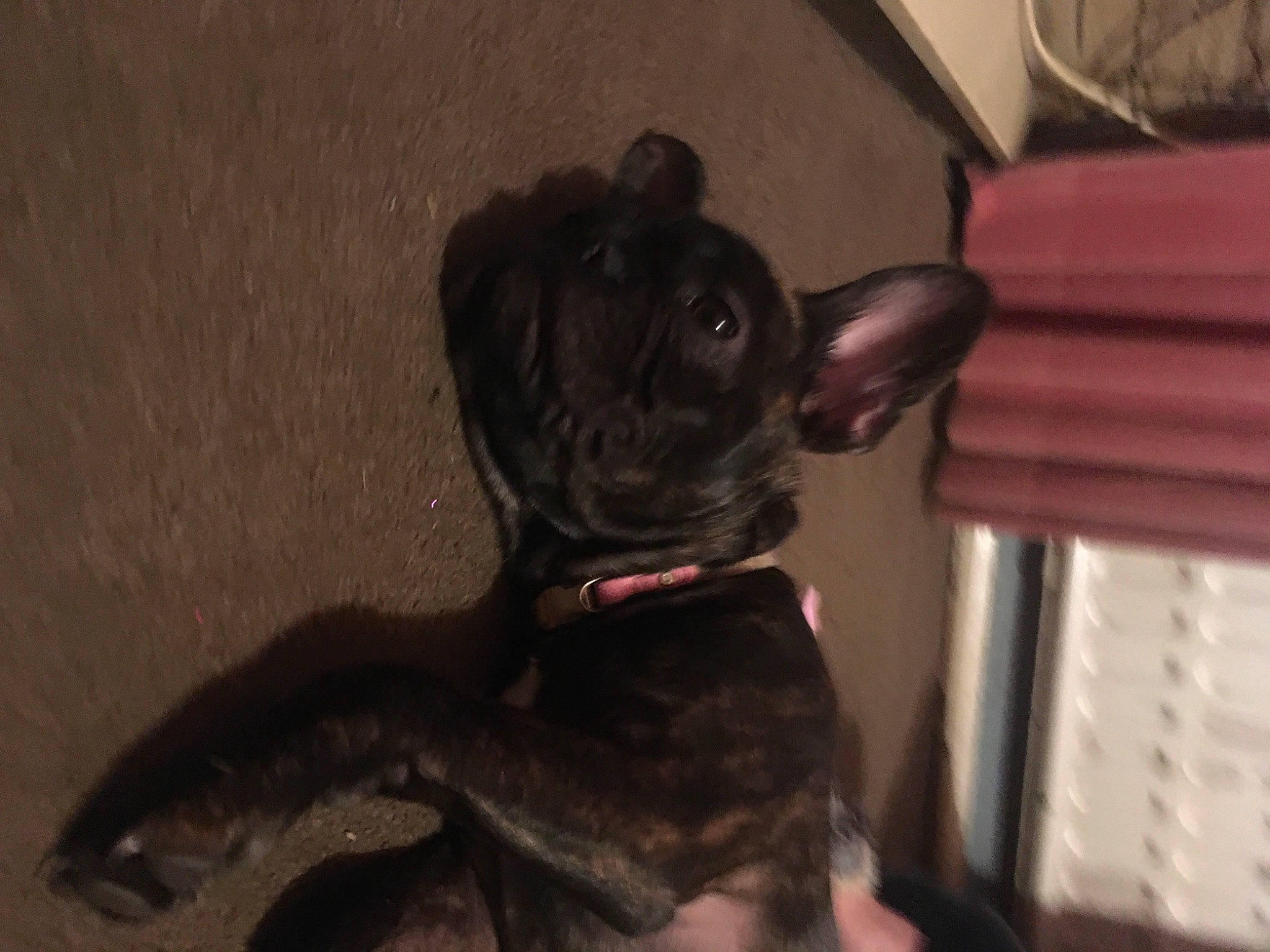 Pandora joined the competition — help win amazing prizes! canidae, collar, companion_dog, dog, dog_breed, dog_collar, ear, french_bulldog, fur, guard_dog, liver, personal_protective_equipment, pet_supply, pug, tail, toy_dog, whiskers, wood, working_animal, wrinkle