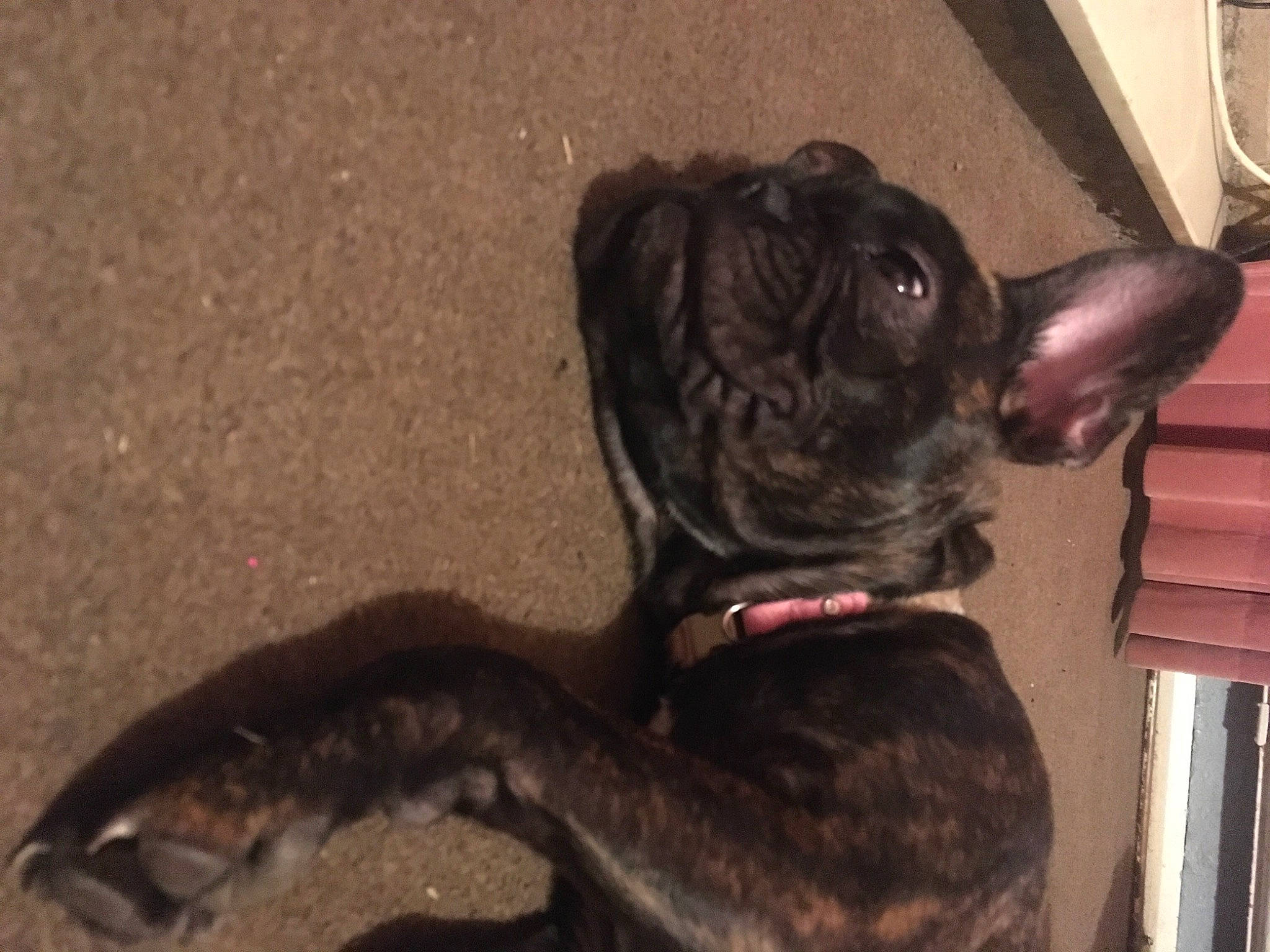 Pandora joined the competition — help win amazing prizes! canidae, carnivore, collar, companion_dog, dog, dog_breed, dog_collar, ear, fawn, fur, liver, pet_supply, pug, snout, sporting_group, tail, toy_dog, whiskers, working_animal, wrinkle