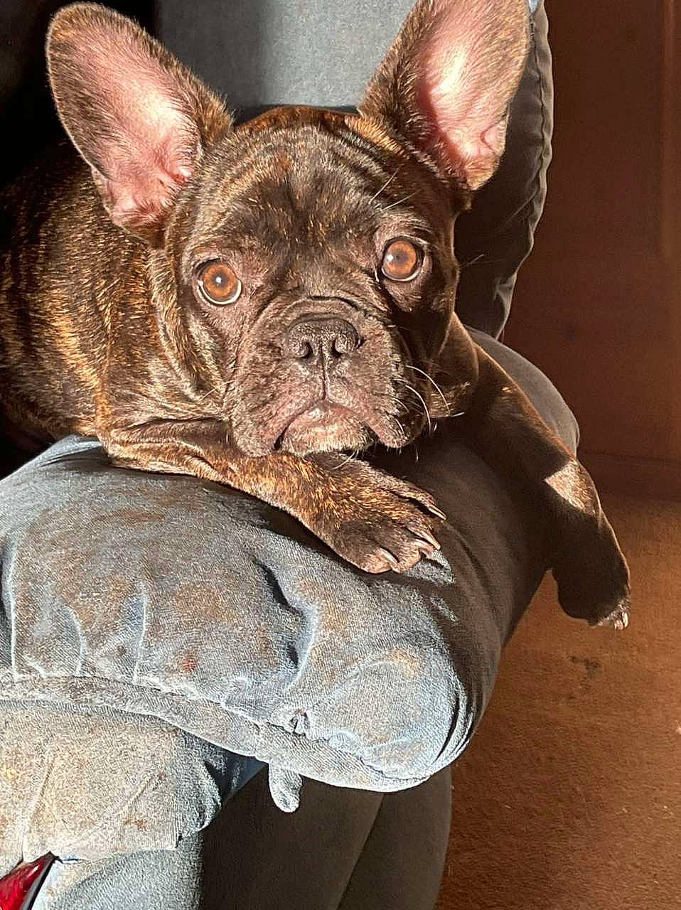 Pandora is registered to the contest to win money with this photo: brown, bulldog, canidae, carnivore, companion_dog, dog, dog_breed, dog_collar, ear, fawn, head, human_body, liver, snout, sporting_group, terrestrial_animal, toy_dog, whiskers, working_animal, wrinkle