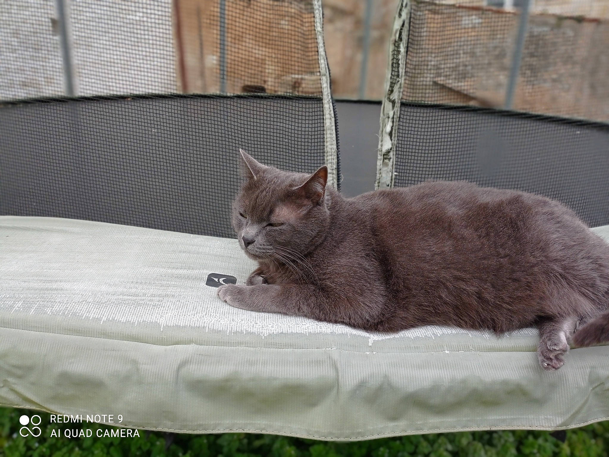 Jocker participe au concours pour gagner de l'argent avec cette photo : black_cat, carnivore, cat, cat_bed, cat_supply, chartreux, claw, comfort, domestic_short_haired_cat, felidae, fur, grey, linens, russian_blue, sitting, small_to_medium_sized_cats, tail, terrestrial_animal, whiskers, window