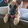 Aribo participe au concours pour gagner de l'argent avec cette photo : animal, canine, couch, cute, dog, ears_up, furniture, german_shepherd, home, house, indoor, living_room, mammal, pet, playful, puppy, smiling, tongue_out, wood_floor, young_dog