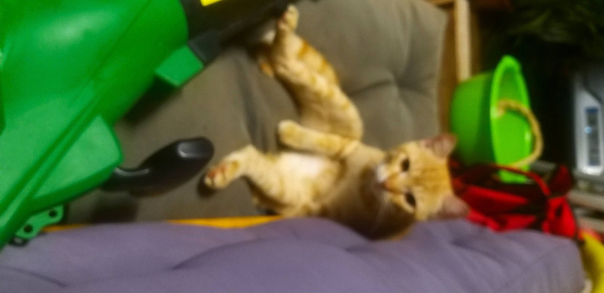 Grisou a rejoint le concours — aidez-le/la à gagner de superbes lots ! carnivore, cat, comfort, companion_dog, dog_breed, domestic_short_haired_cat, elbow, fawn, felidae, finger, fur, gesture, human_leg, knee, nail, small_to_medium_sized_cats, thigh, thumb, whiskers, wrist