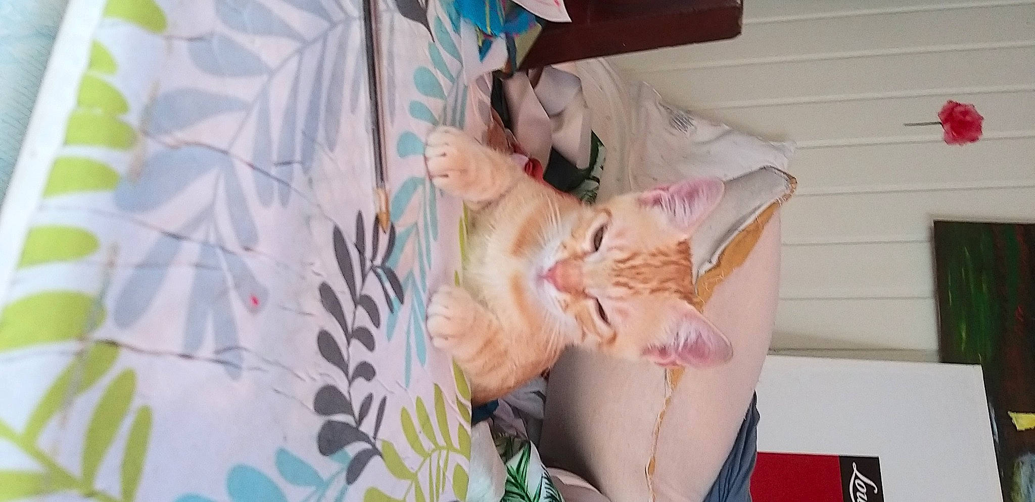 Grisou a rejoint le concours — aidez-le/la à gagner de superbes lots ! bed, carnivore, cat, comfort, domestic_short_haired_cat, fawn, felidae, fur, gesture, linens, paw, peach, pink, plant, room, small_to_medium_sized_cats, tail, textile, tree, whiskers