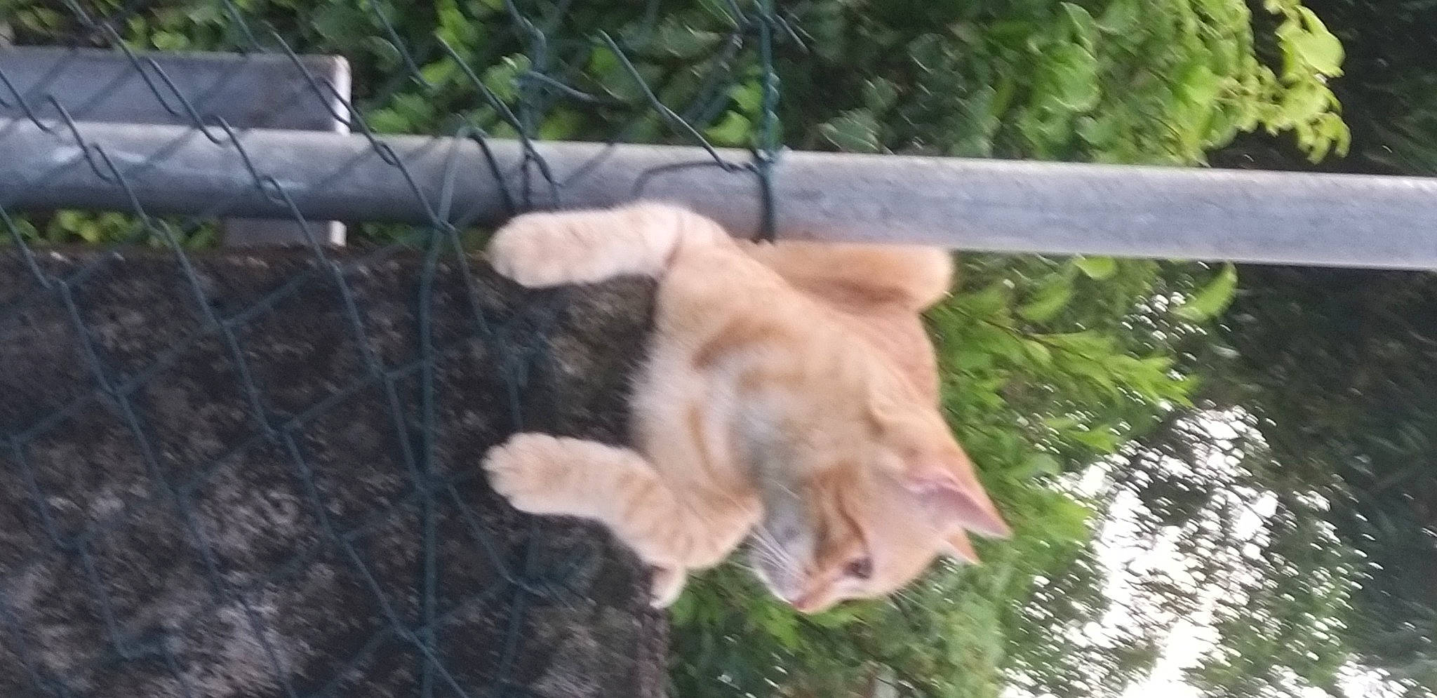 Grisou a rejoint le concours — aidez-le/la à gagner de superbes lots ! canidae, carnivore, dog_breed, fawn, felidae, fence, fur, grass, mesh, paw, plant, sporting_group, tail, terrestrial_animal, tree, water, whiskers, wing, wire_fencing, wood