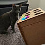 cat, gray_cat, carpet, cardboard_box, feathers, toy, bed, blanket, indoor, pet, feline, curious, animal, floor, home, furniture, cozy, looking, sitting, domestic