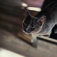 Zara joined the competition — help win amazing prizes! cat, gray_cat, pet, animal, indoor, furniture, wooden_floor, curious, yellow_eyes, close_up, soft_light, blurred_background, domestic_cat, whiskers, ears, face, looking_up, portrait, side_view, mammal