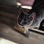 cat, gray_cat, pet, animal, indoor, furniture, wooden_floor, curious, yellow_eyes, close_up, soft_light, blurred_background, domestic_cat, whiskers, ears, face, looking_up, portrait, side_view, mammal
