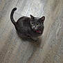 cat, gray_cat, pet, animal, floor, wooden_floor, indoor, curious, looking_up, yellow_eyes, feline, domestic_cat, whiskers, tail, ears, collar, fur, cute, sitting, companion