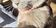 Zara is registered to the contest to win money with this photo: cat, gray_cat, yellow_eyes, pet, indoor, close_up, fur, whiskers, collar, beads, paw, lap, sunlight, shadow, curious, animal, mammal, domestic, cute, feline