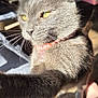 cat, gray_cat, yellow_eyes, pet, indoor, close_up, fur, whiskers, collar, beads, paw, lap, sunlight, shadow, curious, animal, mammal, domestic, cute, feline