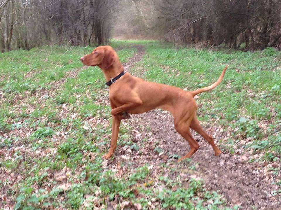 Mila a rejoint le concours — aidez-le/la à gagner de superbes lots ! canidae, carnivore, dog, dog_breed, hound, hunting_dog, liver, mammal, pointing_breed, rare_breed_dog, redbone_coonhound, rhodesian_ridgeback, sporting_group, vertebrate, vizsla, wirehaired_vizsla