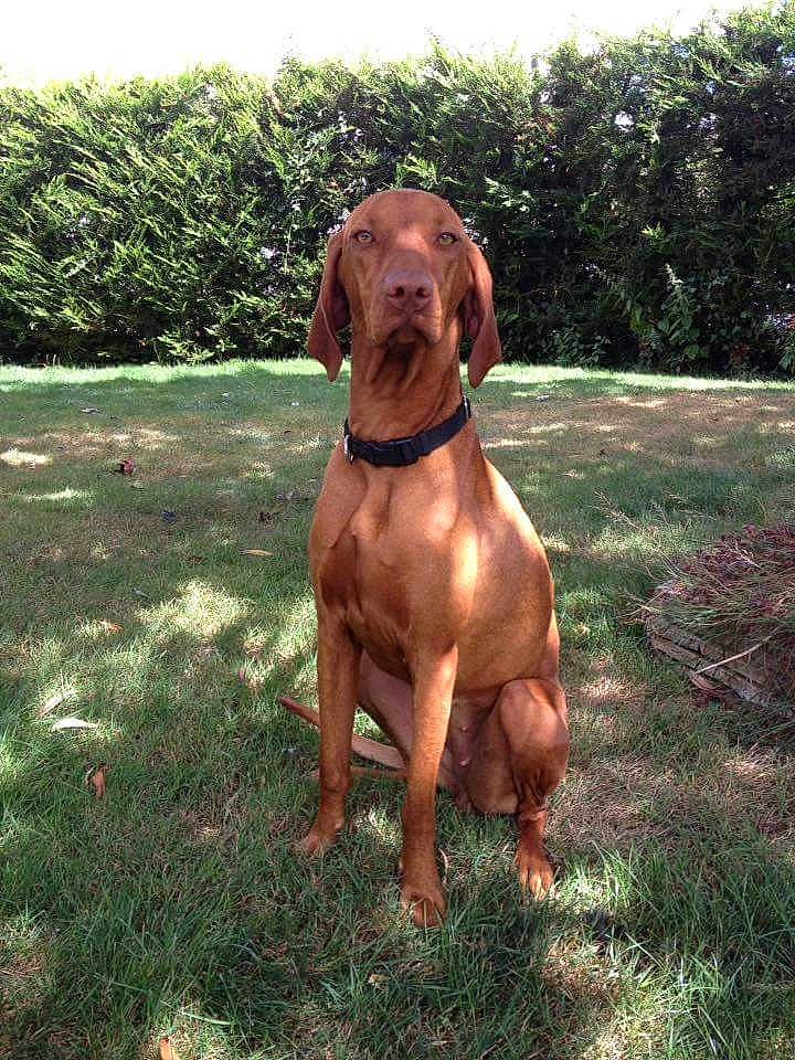 Mila participe au concours pour gagner de l'argent avec cette photo : bavarian_mountain_hound, canidae, carnivore, dog, dog_breed, fawn, hound, hunting_dog, liver, mammal, pointing_breed, rare_breed_dog, redbone_coonhound, rhodesian_ridgeback, sporting_group, vertebrate, vizsla, wirehaired_vizsla