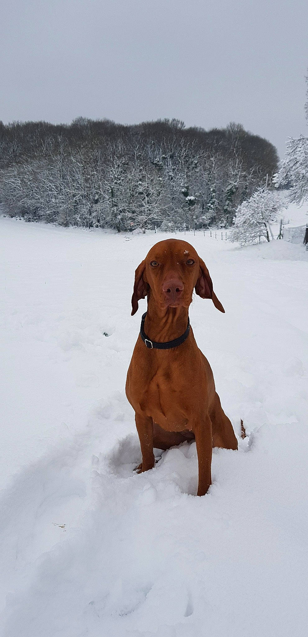 Mila participe au concours pour gagner de l'argent avec cette photo : canidae, carnivore, dog, dog_breed, fawn, hound, hunting_dog, labrador_retriever, mammal, pointer, pointing_breed, rhodesian_ridgeback, snow, sporting_group, tyrolean_hound, vertebrate, vizsla, winter