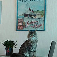 Guizmo a rejoint le concours — aidez-le/la à gagner de superbes lots ! cat, fluffy_cat, plant, potted_plant, poster, wall_art, vintage_poster, travel_theme, indoor, furniture, table, gray_cat, green_eyes, sitting, decor, home, domestic_animal, curious, pet, calm