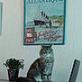cat, fluffy_cat, plant, potted_plant, poster, wall_art, vintage_poster, travel_theme, indoor, furniture, table, gray_cat, green_eyes, sitting, decor, home, domestic_animal, curious, pet, calm