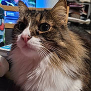 Neko participe au concours pour gagner de l'argent avec cette photo : cat, tabby, fluffy, indoor, close_up, pet, feline, whiskers, curious, white_chest, face, fur, domestic_cat, animal, household, television, blurred_background, person_on_tv, cozy, resting
