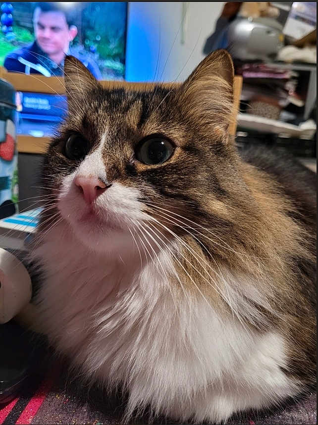 Neko