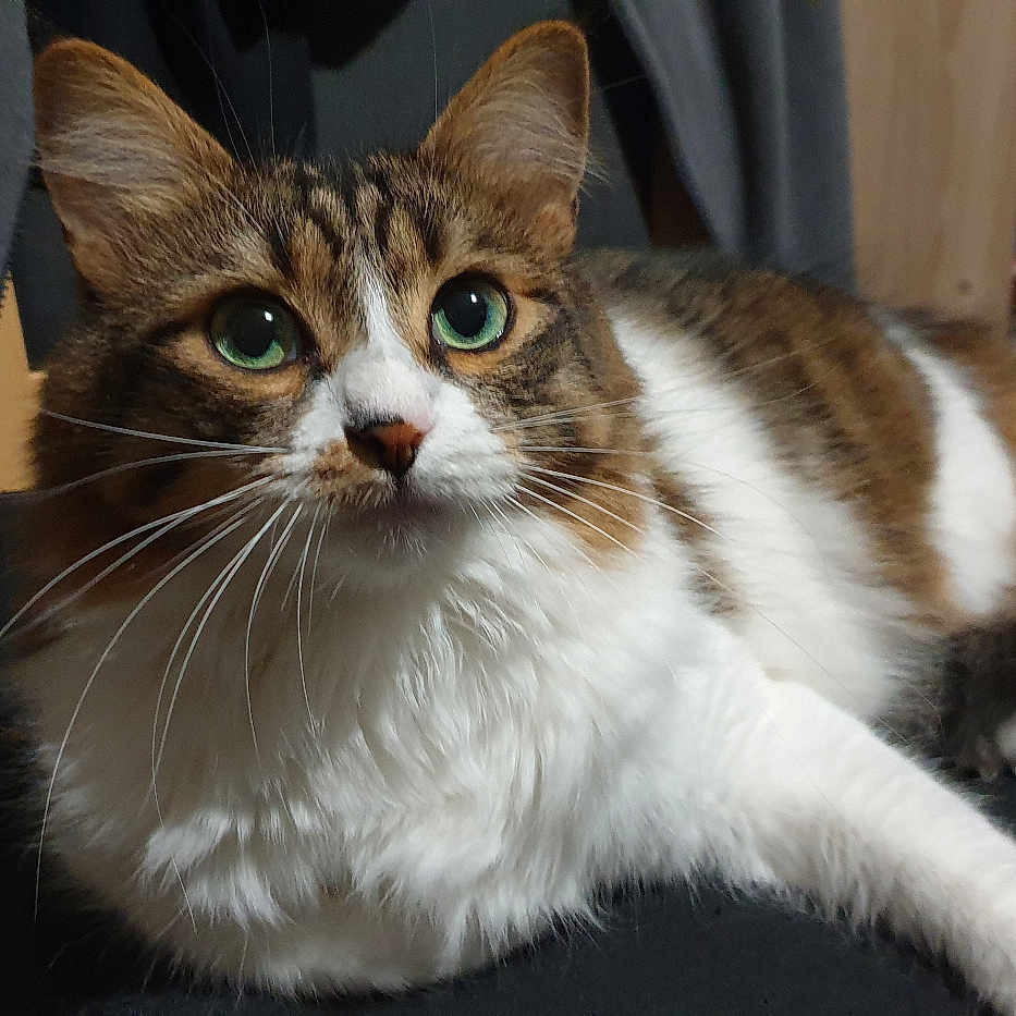 Ohana participe au concours pour gagner de l'argent avec cette photo : cat, animal, pet, indoor, furniture, chair, white, brown, fur, green_eyes, relaxed, domestic, whiskers, cute, mammal, looking_up, cozy, household, tabby, resting
