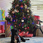 Beau is registered to the contest to win money with this photo: dog, black_dog, christmas_tree, ornaments, christmas_lights, wrapped_presents, holiday_decorations, rug, indoor, window_blinds, table, gift_bags, holiday, festive, decor, living_room, pet, calm, relaxed, winter
