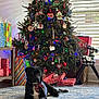 dog, black_dog, christmas_tree, ornaments, christmas_lights, wrapped_presents, holiday_decorations, rug, indoor, window_blinds, table, gift_bags, holiday, festive, decor, living_room, pet, calm, relaxed, winter