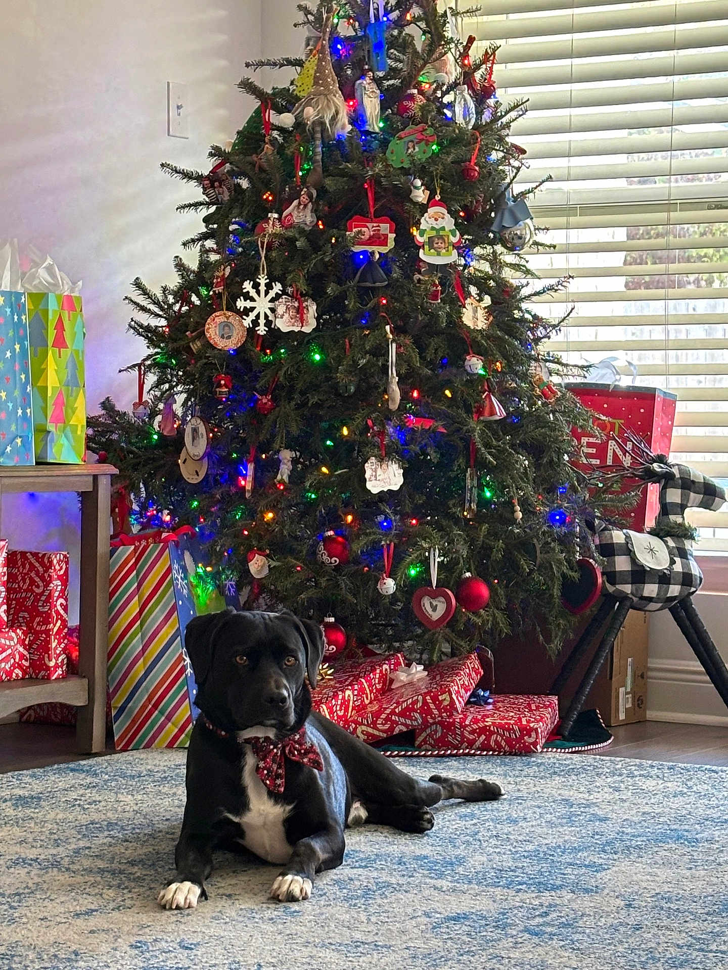 Beau is registered to the contest to win money with this photo: dog, black_dog, christmas_tree, ornaments, christmas_lights, wrapped_presents, holiday_decorations, rug, indoor, window_blinds, table, gift_bags, holiday, festive, decor, living_room, pet, calm, relaxed, winter