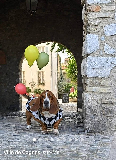 Tartarin a rejoint le concours — aidez-le/la à gagner de superbes lots ! balloon, building, carnivore, cobblestone, companion_dog, dog, dog_breed, dog_supply, door, facade, fawn, flooring, house, leisure, plant, road, road_surface, snout, tree, working_animal