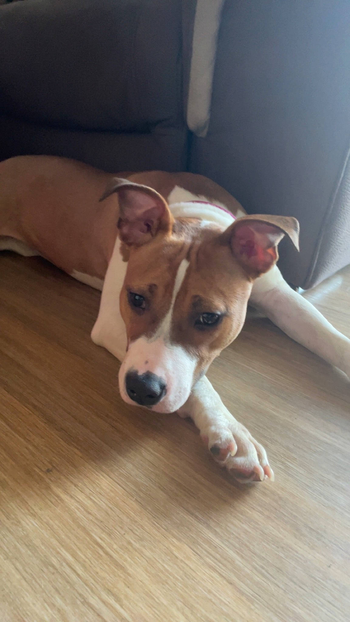 Taora a rejoint le concours — aidez-le/la à gagner de superbes lots ! canidae, carnivore, companion_dog, dog, dog_breed, fawn, floor, flooring, fur, hardwood, laminate_flooring, paw, plywood, snout, sporting_group, varnish, whiskers, wood, wood_flooring, working_animal