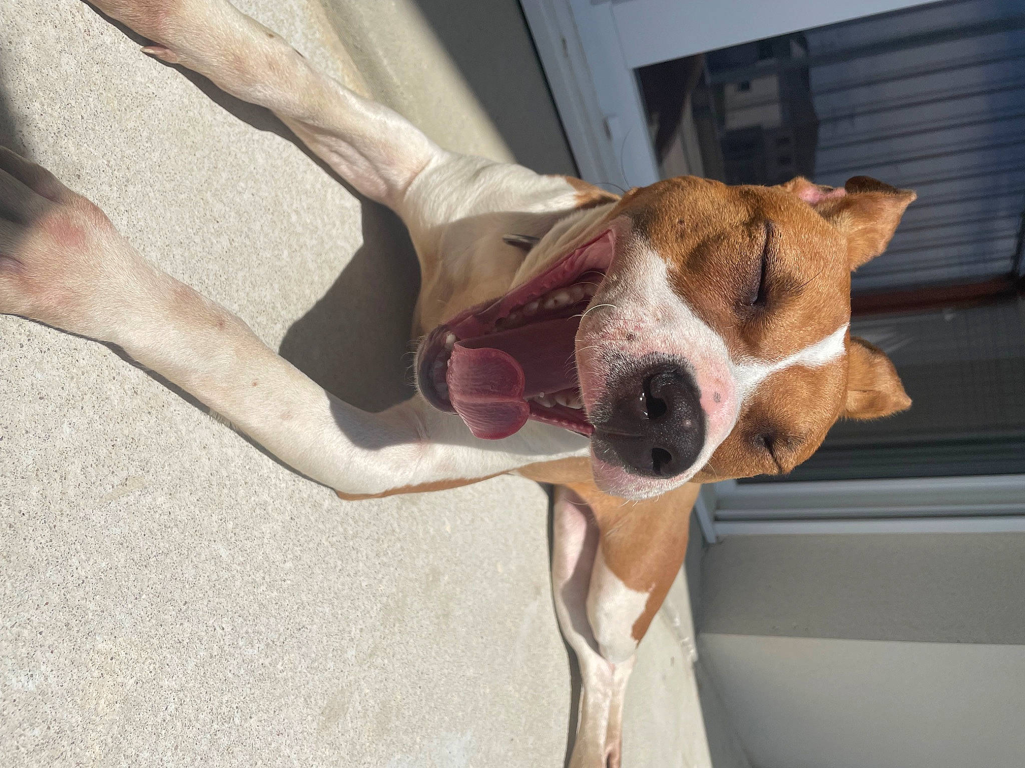 Taora participe au concours pour gagner de l'argent avec cette photo : carnivore, collar, comfort, companion_dog, dog, dog_breed, dog_collar, door, ear, elbow, eyewear, fawn, human_leg, snout, sporting_group, vehicle_door, whiskers, window, wood, working_animal
