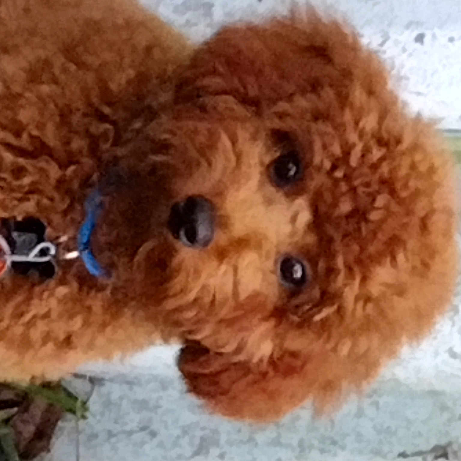 Scooch is registered to the contest to win money with this photo: brown, canidae, carnivore, companion_dog, dog, dog_breed, fawn, fur, liver, mammal, poodle, snout, sporting_group, stuffed_toy, terrestrial_animal, toy, toy_dog, vertebrate, water_dog, working_animal