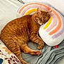 animal, bed, blanket, cat, comfort, cozy, cute, domestic, feline, floral_duvet, indoor, napping, orange_tabby, pet, pillow, rainbow_pillow, relaxation, resting, sleeping, soft_texture
