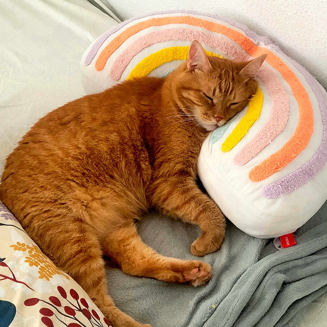 Anton a rejoint le concours — aidez-le/la à gagner de superbes lots ! animal, bed, blanket, cat, comfort, cozy, cute, domestic, feline, floral_duvet, indoor, napping, orange_tabby, pet, pillow, rainbow_pillow, relaxation, resting, sleeping, soft_texture