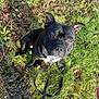 dog, black_dog, pet, leash, grass, outdoor, animal, canine, sitting, ears, collar, nature, sunlight, ground, leaves, curious, looking_up, daylight, shiny_coat, small_dog