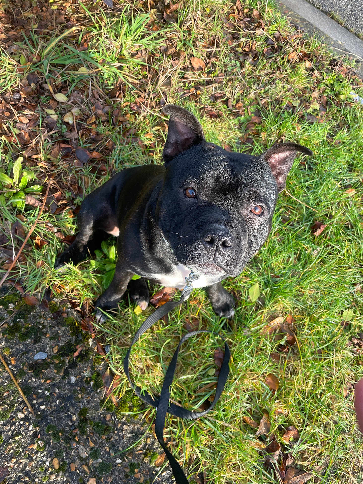 Achille a rejoint le concours — aidez-le/la à gagner de superbes lots ! dog, black_dog, pet, leash, grass, outdoor, animal, canine, sitting, ears, collar, nature, sunlight, ground, leaves, curious, looking_up, daylight, shiny_coat, small_dog
