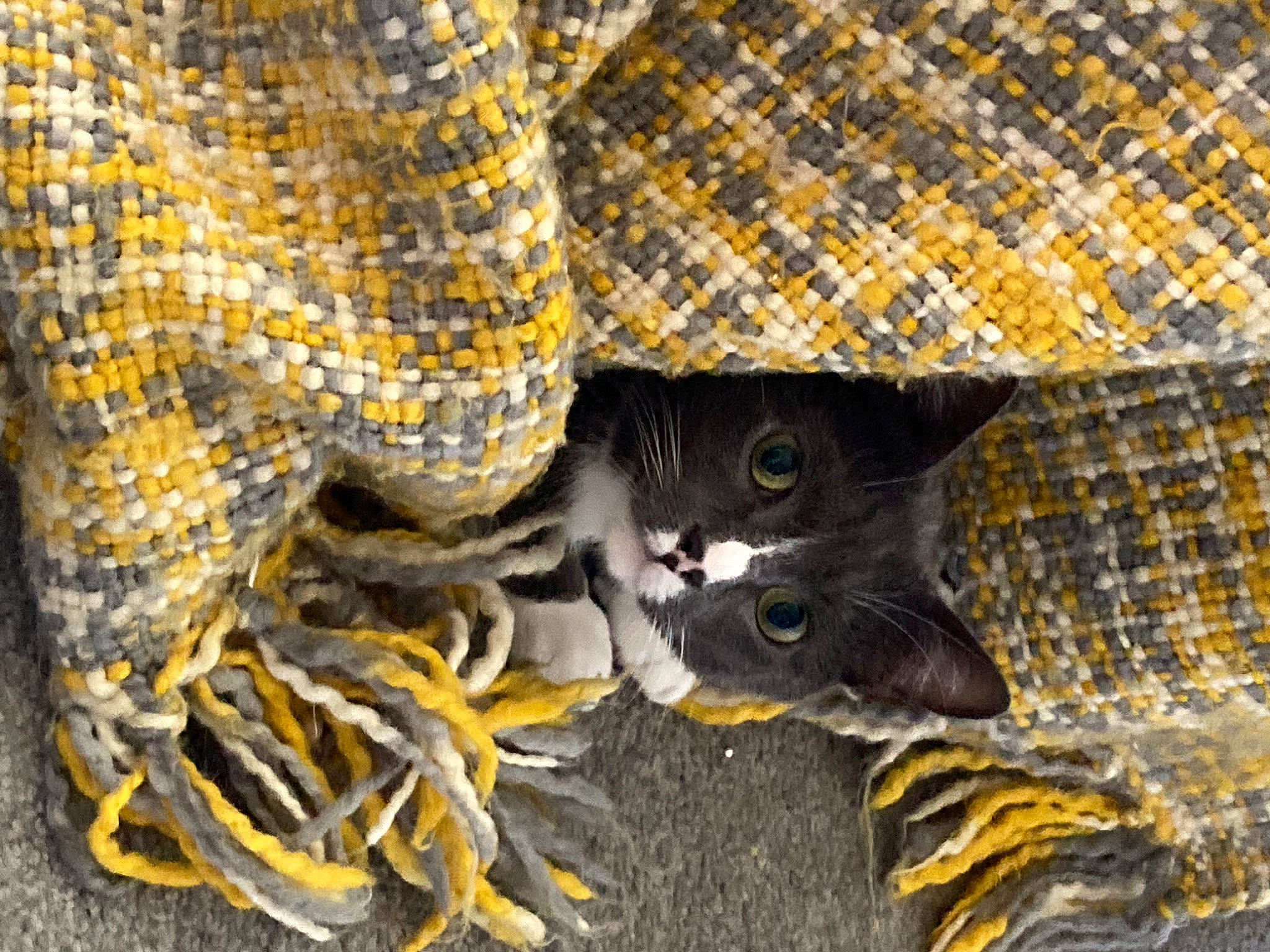 Smudge is registered to the contest to win money with this photo: black_cat, carnivore, cat, domestic_short_haired_cat, felidae, fur, mesh, metal, pattern, small_to_medium_sized_cats, snout, tail, whiskers, wildlife, wood, woven_fabric