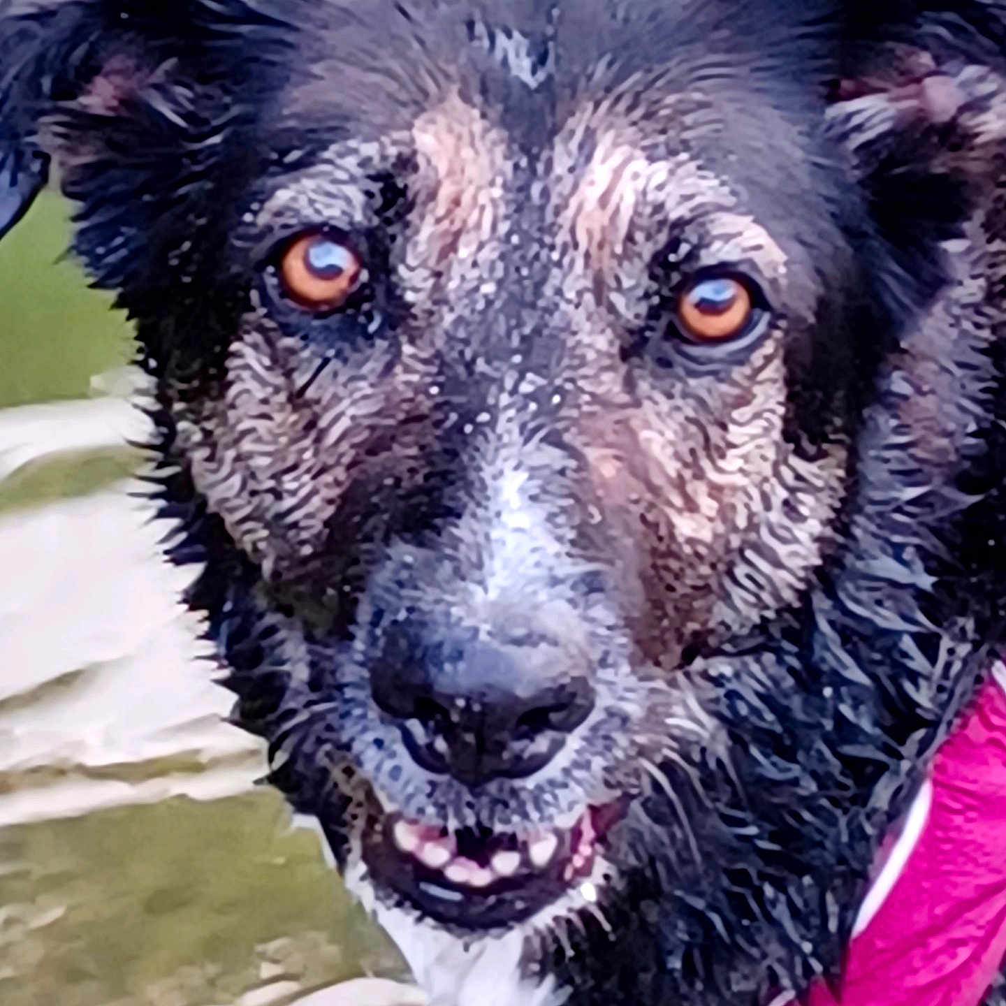 Layka
