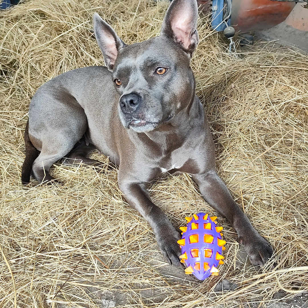 Romy participe au concours pour gagner de l'argent avec cette photo : dog, canine, lying_down, hay, farm, animal, pet, short_hair, gray_coat, upright_ears, brown_eyes, white_chest, toy_ball, playful, outdoor, rustic, barn, exercise_equipment, wire_cage, portrait