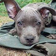 Romy a rejoint le concours — aidez-le/la à gagner de superbes lots ! dog, puppy, gray_dog, close_up, portrait, face, eyes, floppy_ears, nose, muzzle, short_fur, lying_down, blanket, fabric, outdoor, grass, nature, pet, cute, looking_at_camera