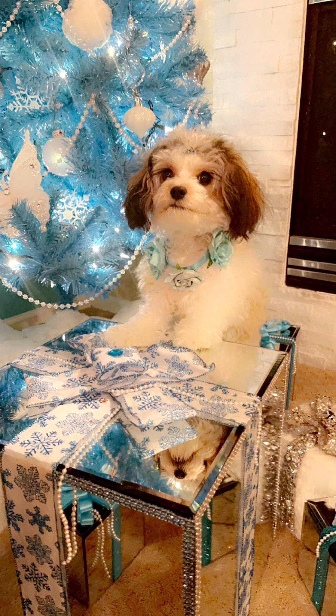 Dream is registered to the contest to win money with this photo: art, blue, carnivore, companion_dog, dog, dog_breed, dog_supply, doll, fashion_accessory, fashion_design, fawn, fur, pattern, picture_frame, room, toy, toy_dog, visual_arts, wig, wood