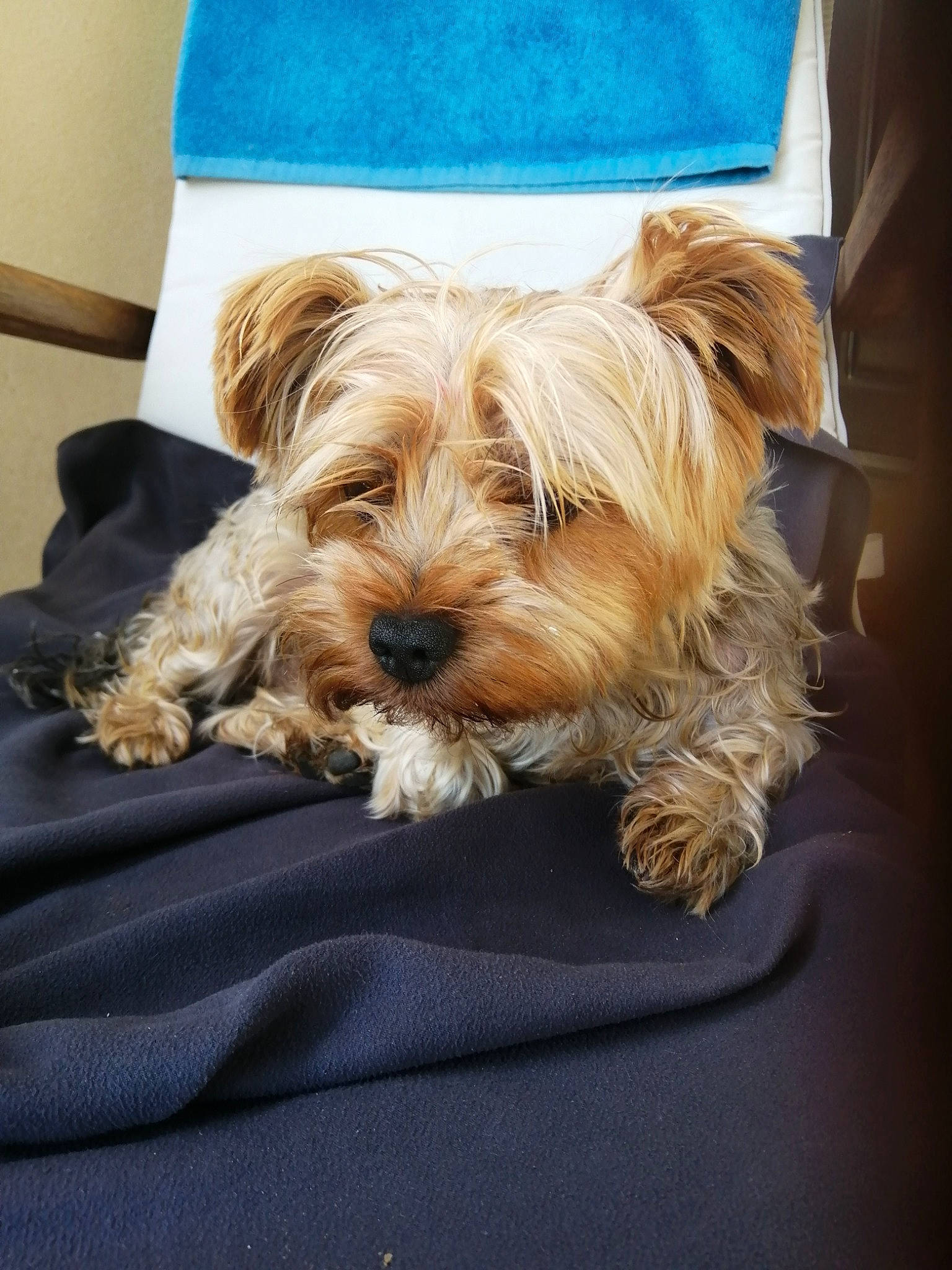 Marco participe au concours pour gagner de l'argent avec cette photo : canidae, carnivore, clock, comfort, companion_dog, dog, dog_breed, dog_supply, fur, maltepoo, non_sporting_group, small_terrier, sporting_group, terrier, toy_dog, water_dog, yorkipoo