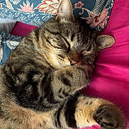 Robin participe au concours pour gagner de l'argent avec cette photo : cat, tabby, sleeping, pet, cozy, blanket, pillow, indoor, fur, whiskers, cute, relaxed, animal, mammal, paw, striped, closeup, resting, domestic, feline