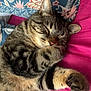 cat, tabby, sleeping, pet, cozy, blanket, pillow, indoor, fur, whiskers, cute, relaxed, animal, mammal, paw, striped, closeup, resting, domestic, feline